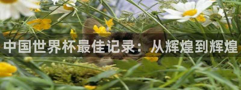 亚洲区世界杯预选赛：中国世界杯最佳记录：从辉煌到辉煌
