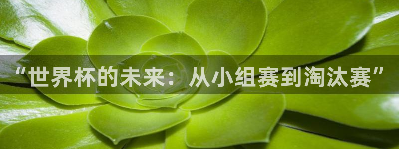 世界杯预选赛排名：“世界杯的未来：从小组赛到淘汰赛”